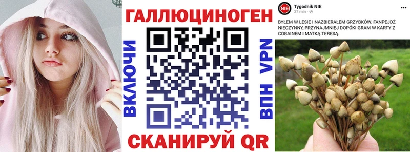 купить   Калач  Галлюциногенные грибы Cubensis 